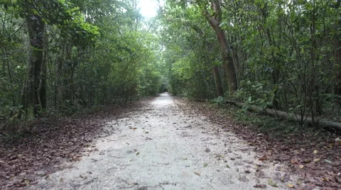 A peaceful short trip on a pathway through a forest Stock Footage 66354487