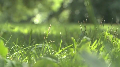 Peaceful shot of grass blowing in the wind Video stock 51649662