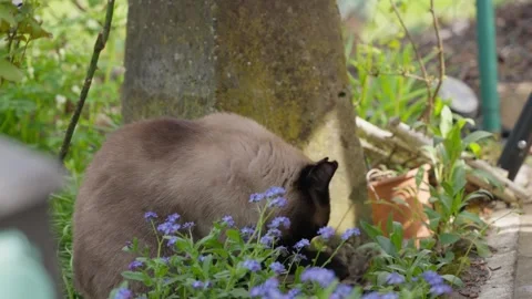 Peaceful Siamese Cat Sits Among Vibrant Forget-Me-Not Flowers in a Sunlit Spring Stock Footage 332371199