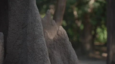 Peaceful Slow Motion Focus Shift on Forest Anthill in Jim Corbett National Park Stock Footage 327797389