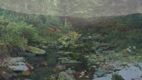 Peaceful Small River Flowing Through Lush Green Forest Stock Footage 329362847
