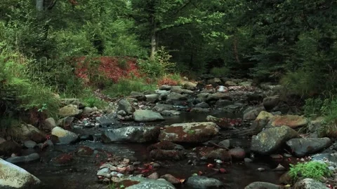 Peaceful Small River Flowing Through Lush Green Forest Stockbeeldmateriaal 329362852