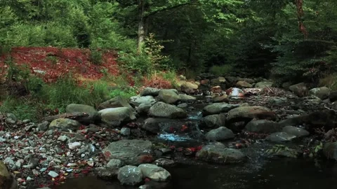 Peaceful Small River Flowing Through Lush Green Forest Stock Footage 329363139