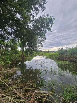 Peaceful Small River Flowing Through Lush Green Nature Stock Photos