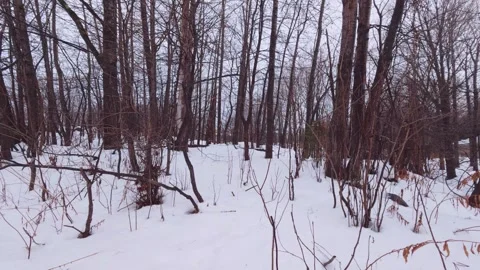 Peaceful Snowfall in Quiet Winter Forest Quebec Stock Footage 324547962