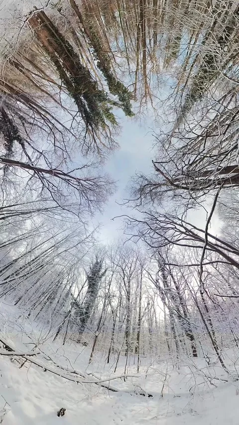 Peaceful Snowy Forest Stock Footage 264124000