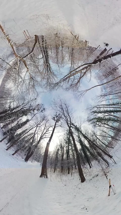 Peaceful Snowy Forest Video stock 264718980
