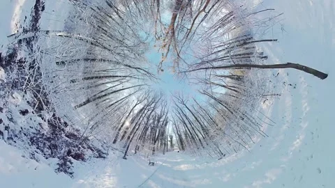 Peaceful Snowy Forest Stock Footage 265384207