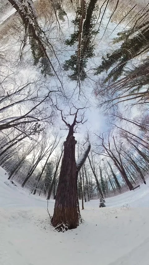 Peaceful Snowy Forest Stock Footage 265565050