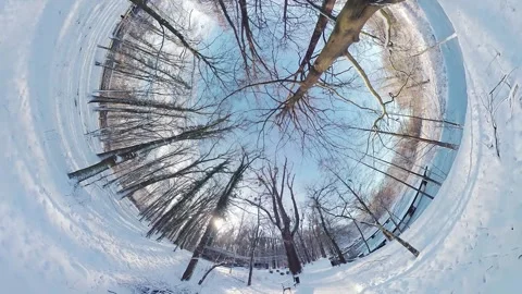 Peaceful Snowy Forest Stock Footage 270833277