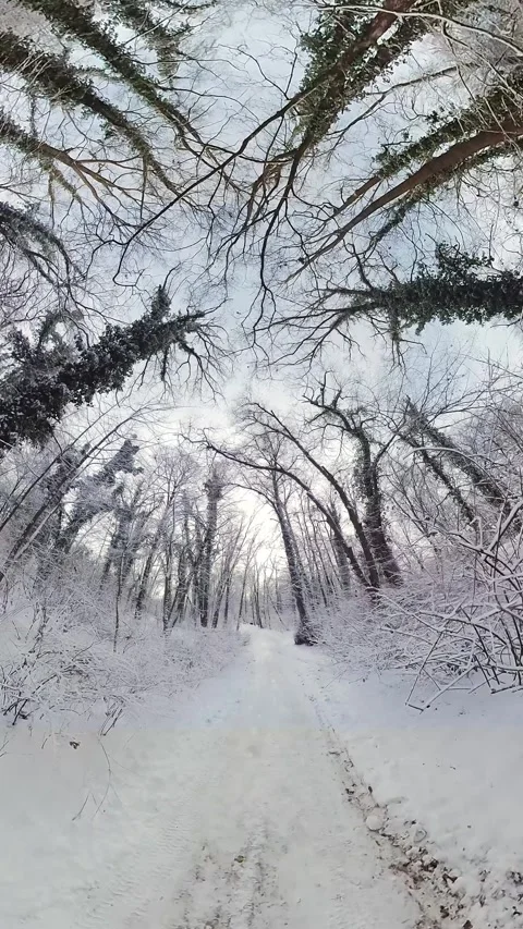 Peaceful Snowy Forest Stock Footage 272565025