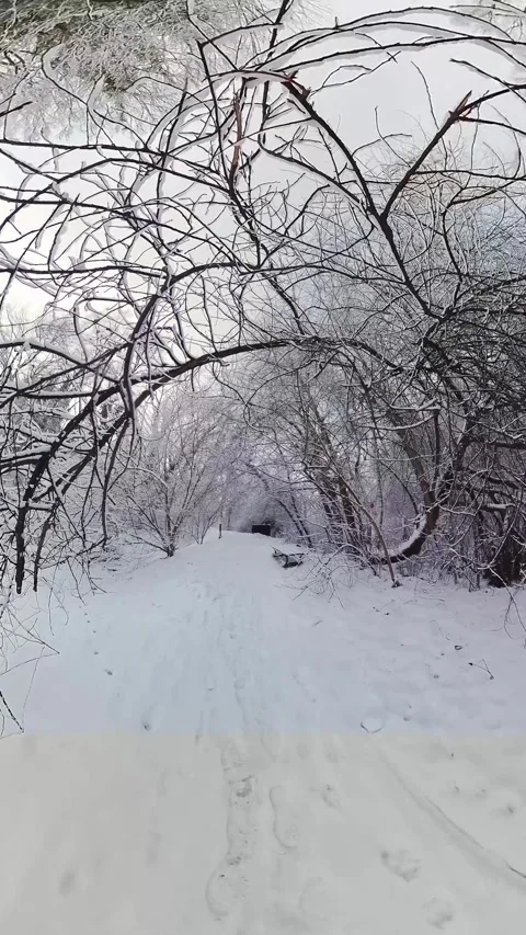 Peaceful Snowy Forest Path with a Bench Stock Footage 273800367