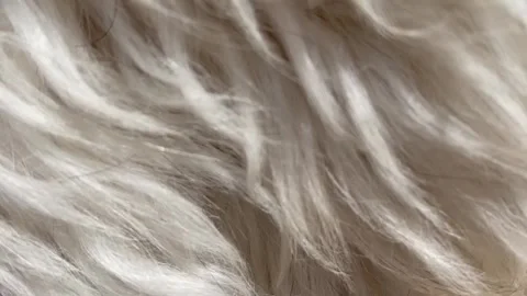 Peaceful softness Stockbeeldmateriaal 240472781