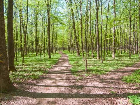 Peaceful spring forest scene Stock Illustration