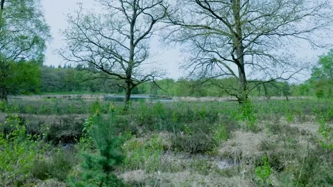 Peaceful spring forest with a tranquil lake 스톡 동영상 336594543