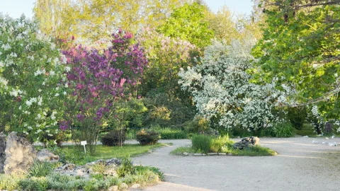 Peaceful Spring Garden Invites Tranquility as Lush Flowers Bloom in the Sunlight Stock Footage 334646011