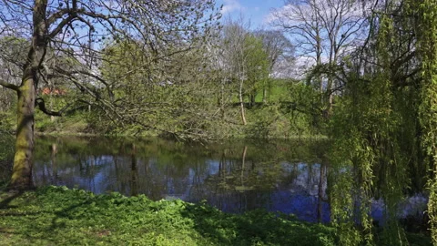 Peaceful Spring Pond with Tree Reflections and Hanging Branches Vidéo 309425223