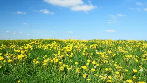 Peaceful Spring Timelapse: Dandelions in Full Bloom on a Green Meadow Beneath Stock Footage 309184326