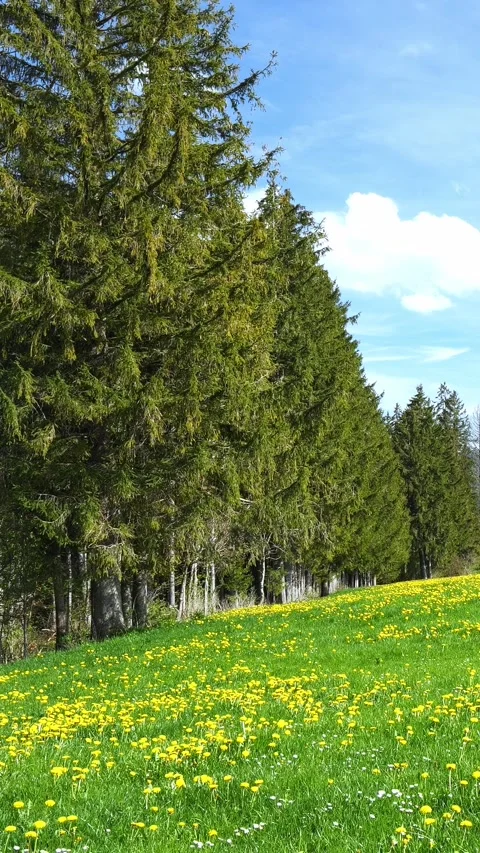 A Peaceful Spring Timelapse, Showcasing Vibrant Meadows, Blooming Dandelions, Stock Footage 309226443
