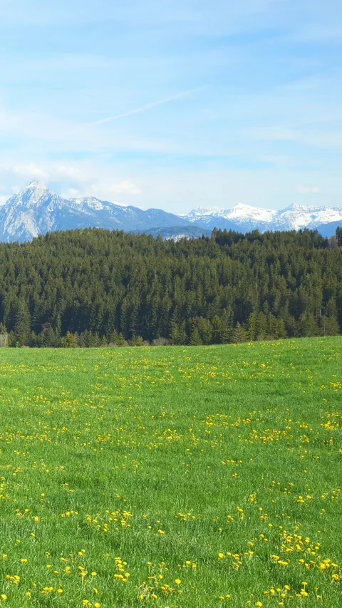 A Peaceful Spring Timelapse, Showcasing Vibrant Meadows, Blooming Dandelions, Stock Footage 309226759