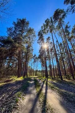 A peaceful spring walk through a pine forest with fresh greenery 스톡 사진