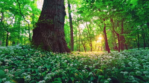 Peaceful static video of a spring forest carpeted with blooming wild garlic Vidéo 334819324