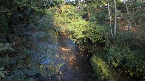 Peaceful static view of a narrow forest stream at Rio das Almas Stock Footage 339298184