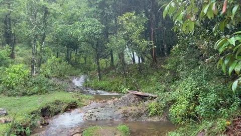 Peaceful Stream Flowing Through Green Forest in Tam Duong, Vietnam Video stock 314936265