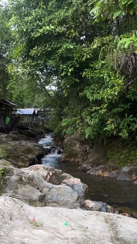 Peaceful Stream Flowing Through Lush Green Forest and Rocks Stock Footage 342267564