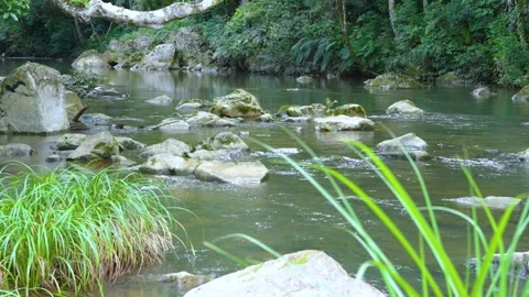 Peaceful stream flowing through rocks and grass in a lush forest Stock Footage 311787405