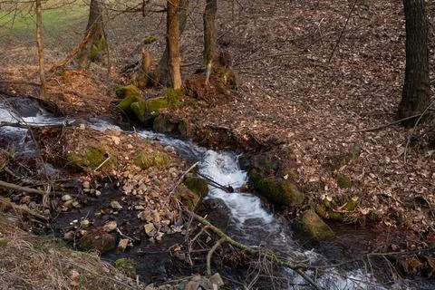 A peaceful stream flows through a forest, surrounded by trees and fallen le.. Stock Photos