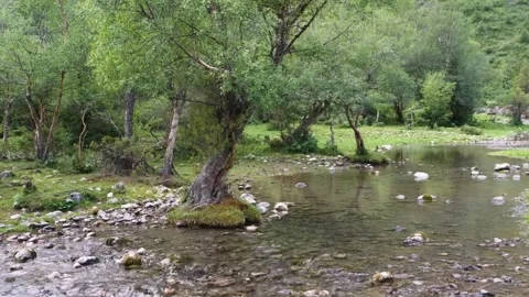 Peaceful Stream Meandering Through a Forest in England’s Lake District Stock Footage 306616720