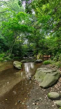 A peaceful stream meanders through the forest Stock Photos