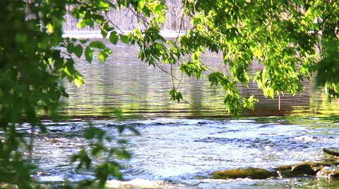 Peaceful Stream with Trees Stock Footage 41414089