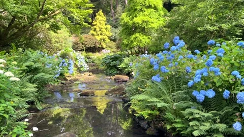 Peaceful Stream Video Stock Footage 222546747