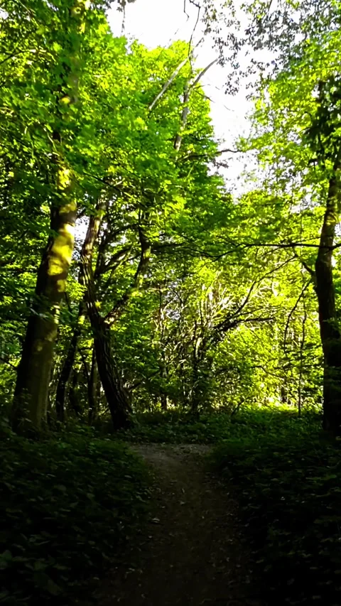 A Peaceful Stroll Through the Forest Video stock 281341001