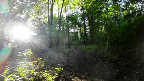 A Peaceful Stroll Through the Forest Stock Footage 282369992