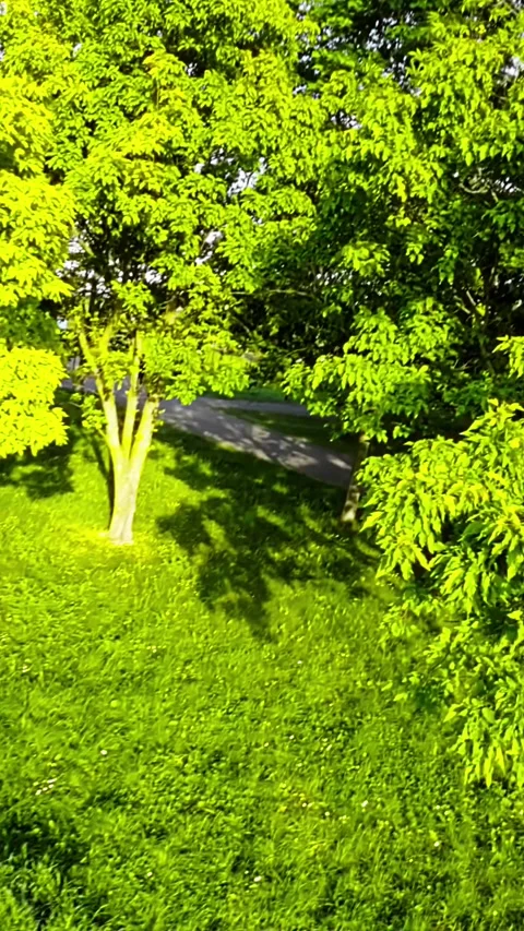 A Peaceful Stroll Through the Park Stock Footage 278439002