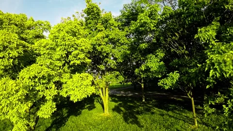 A Peaceful Stroll Through the Park Stock Footage 281816534