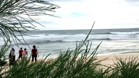 Peaceful summer beach scene with pine tree branches in the foreground Stock Footage 333605411