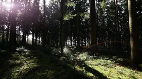 Peaceful Summer Forest Video stock 22770485