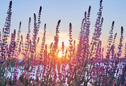 Peaceful sun Stock Photos
