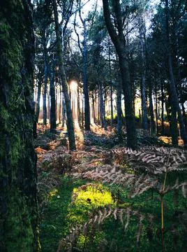 Peaceful sunlight between forest trees Stock Photos