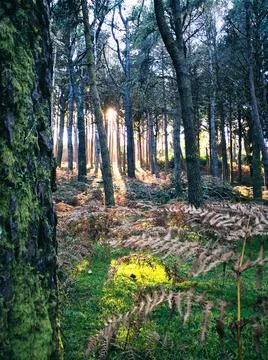 Peaceful sunlight between forest trees Stock Photos