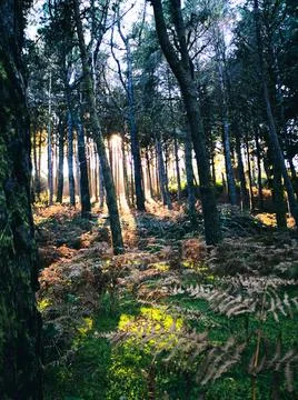 Peaceful sunlight between forest trees Stock Photos