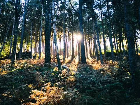 Peaceful sunlight between forest trees Stock Photos