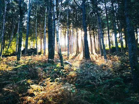 Peaceful sunlight between forest trees Stock Photos