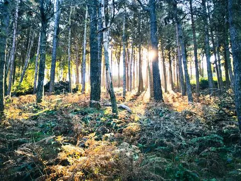 Peaceful sunlight between forest trees Stock Photos