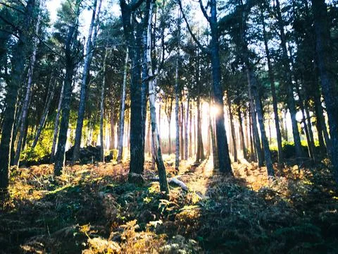 Peaceful sunlight between forest trees Stock Photos