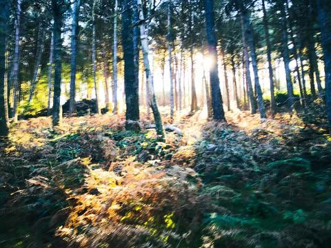 Peaceful sunlight between forest trees Stock Photos